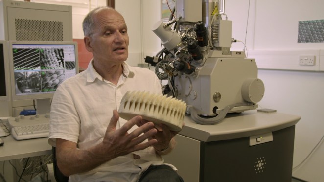 Roy Sambles uses the intricate nanostructures found in butterfly wings to build structures that will scatter microwaves.