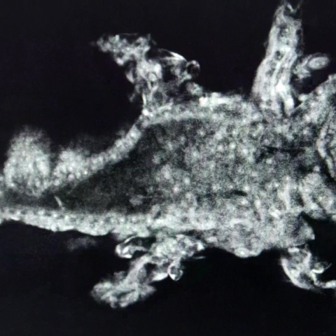 Focal plane slice through a frog using Aurox 3D microscope imaging