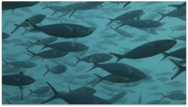 Environmental data can be used to monitor ocean life.