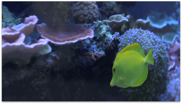 Marine life is very sensitive to changes in the environment.