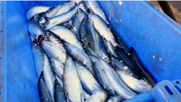 Fish landed at Aldeburgh Beach.